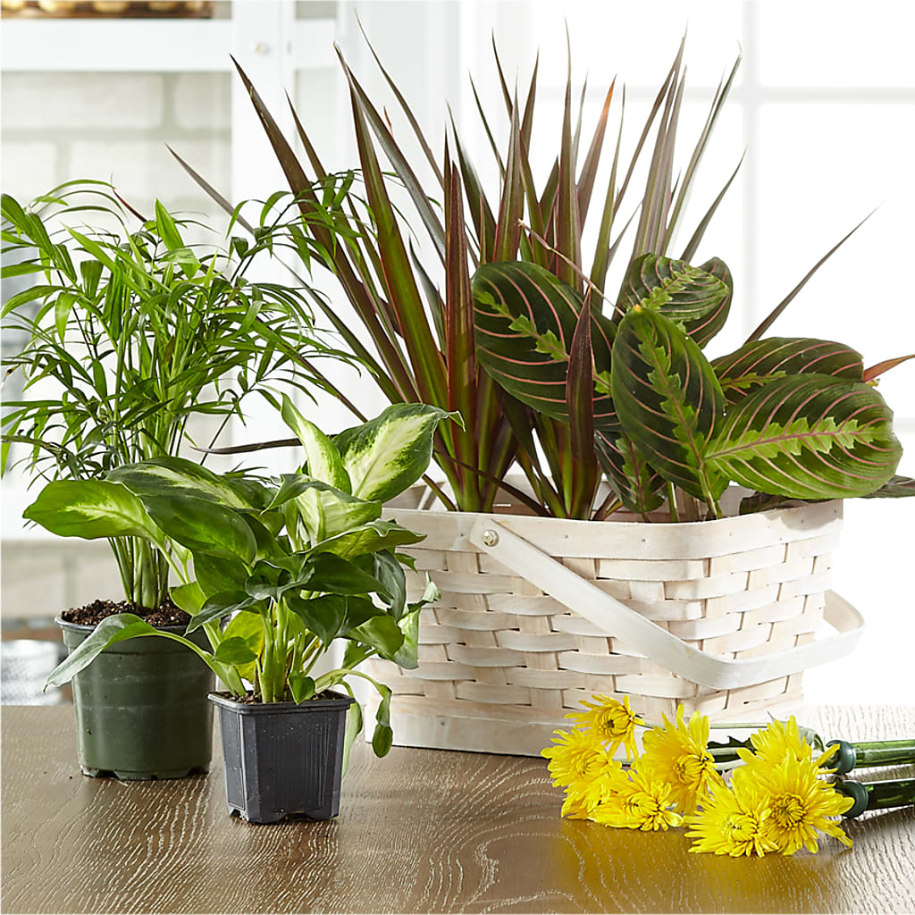 Florist Designed Blooming and Green Plants in a Basket – Super Savers, Lincoln NE
