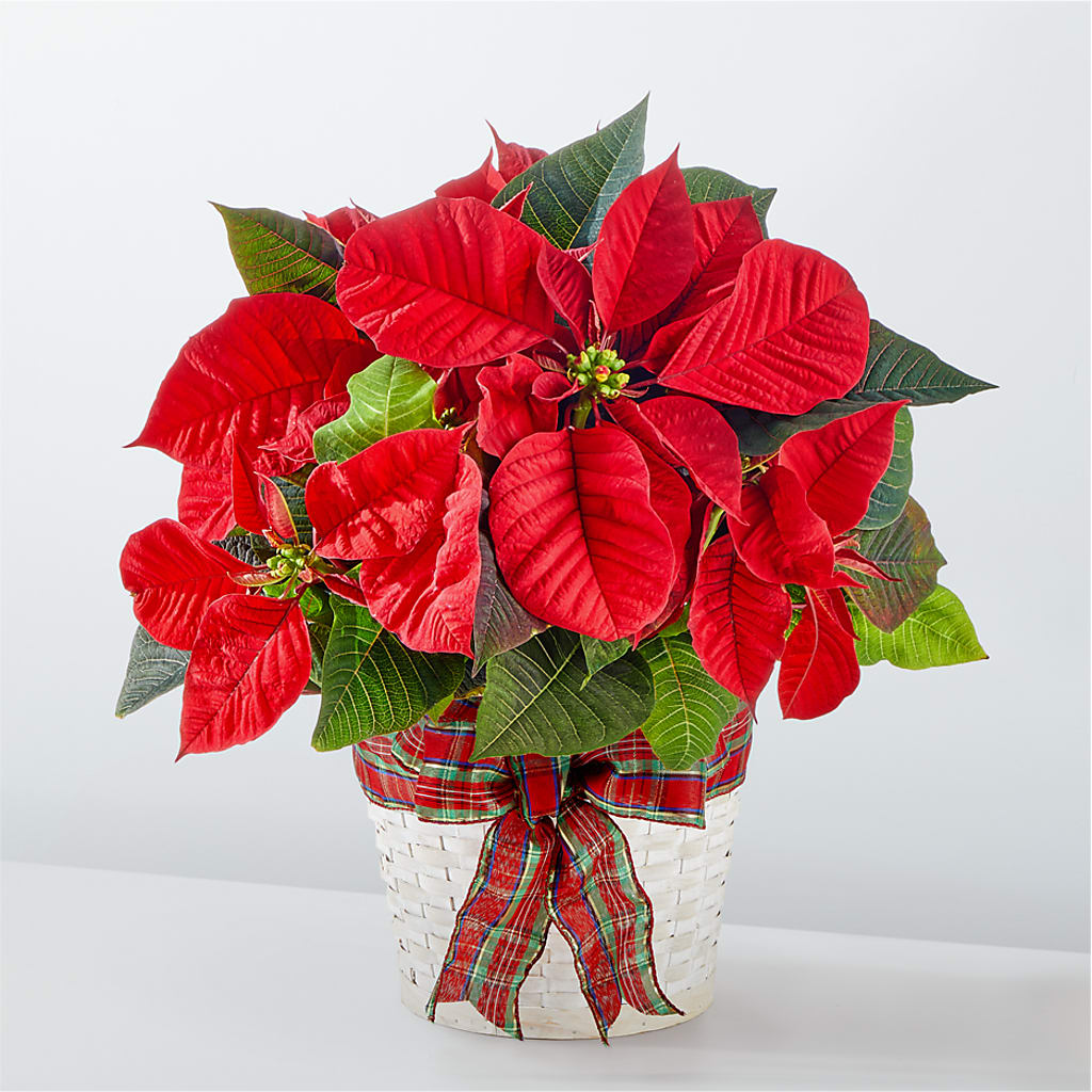 Happiest Holidays Poinsettia – Super Savers, Lincoln NE