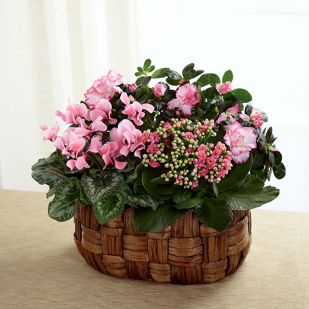 Pink Assortment – Super Savers, Lincoln NE