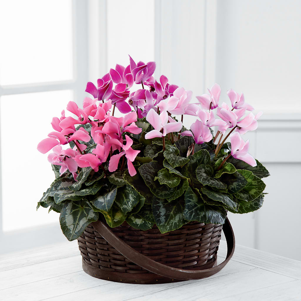 Mixed Cyclamen Planter – Super Savers, Lincoln NE