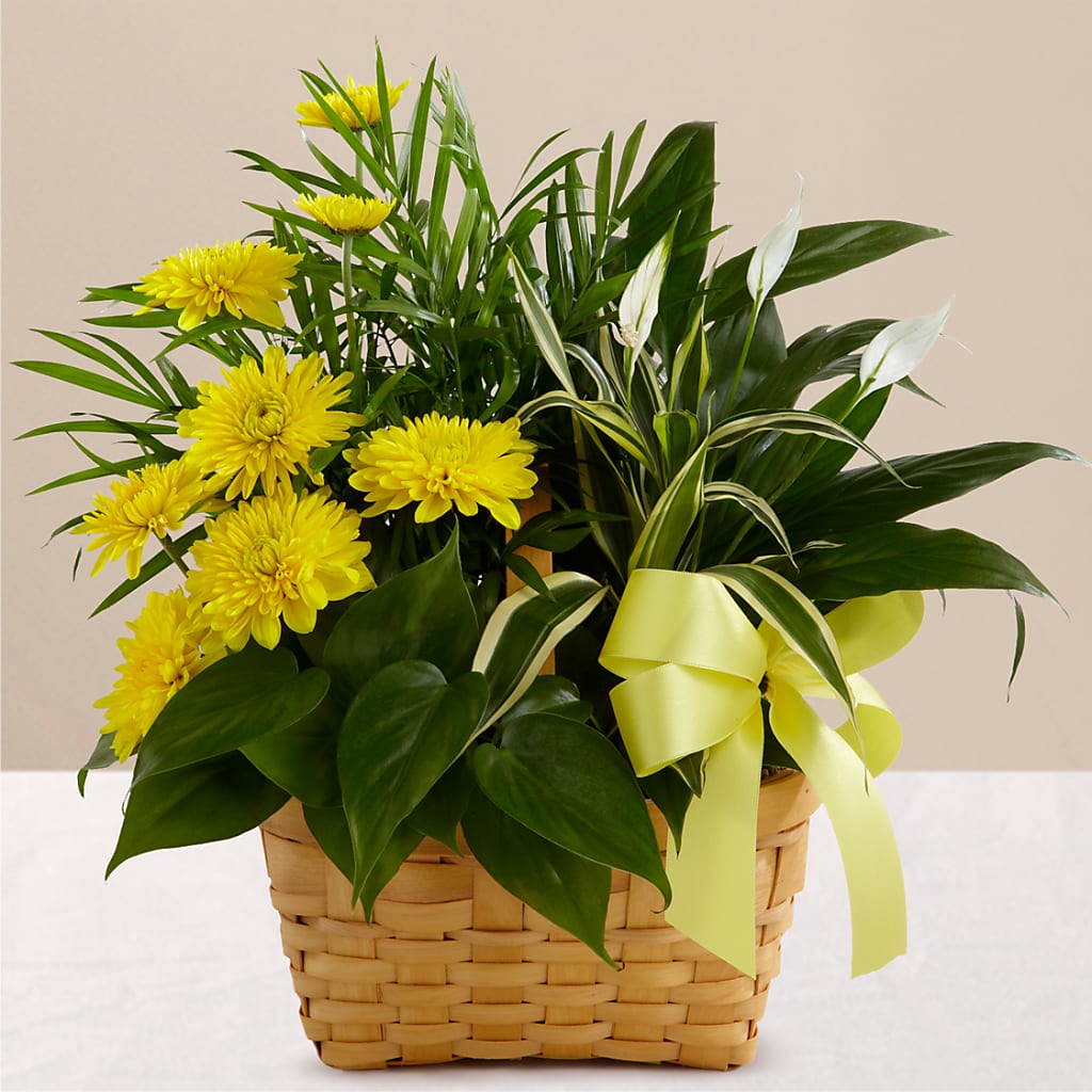 Loving Light Dishgarden – Super Savers, Lincoln NE