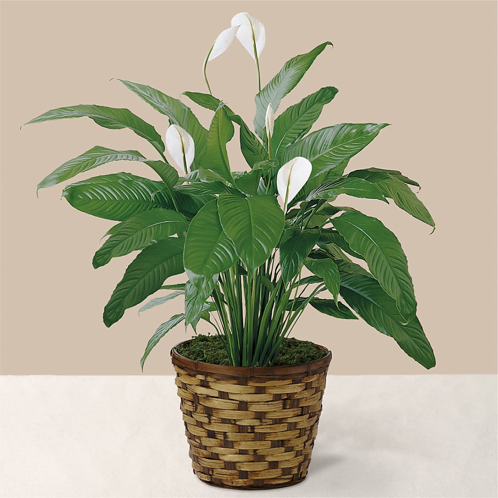 Tranquil Moments Peace Lily Plant – Super Savers, Lincoln NE