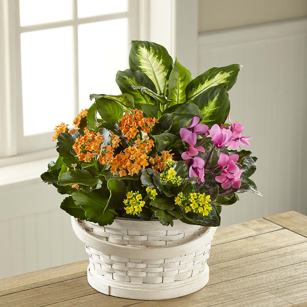 Color Crush Dishgarden – Super Savers, Lincoln NE
