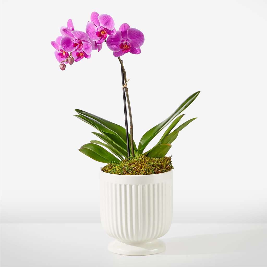 Friendly Fuchsia Orchid – Super Savers, Lincoln NE