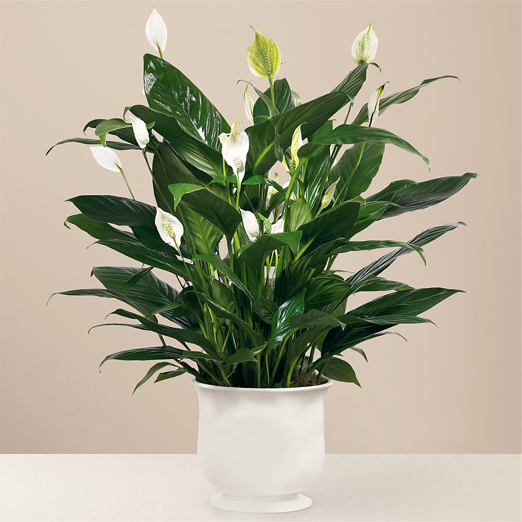 Comfort Planter – Super Savers, Lincoln NE