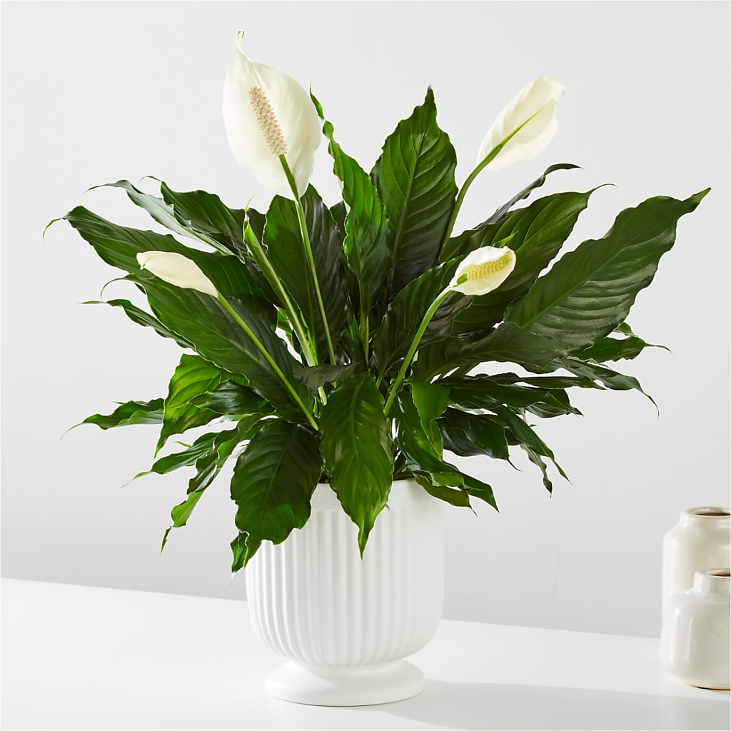 Comfort Planter – Super Savers, Lincoln NE