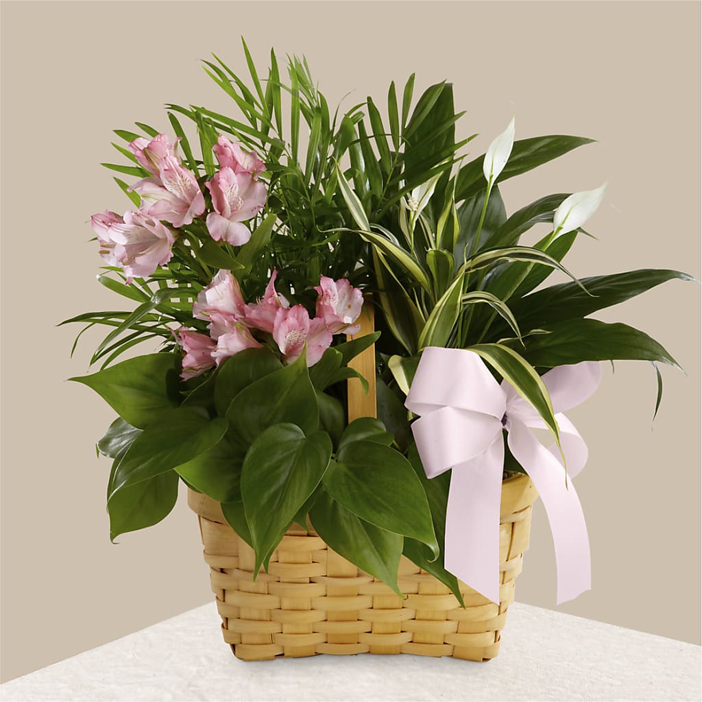 Living Spirit Dishgarden – Super Savers, Lincoln NE