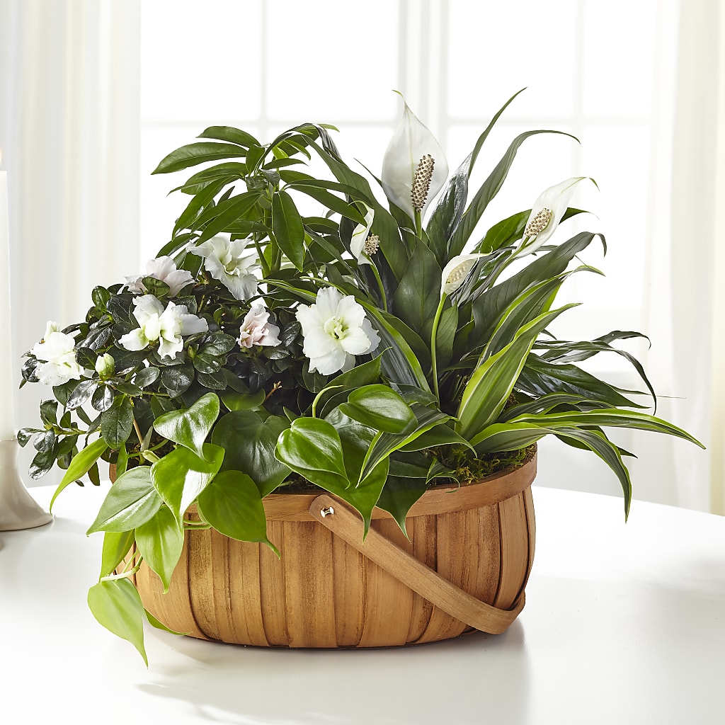 Serene Dishgarden – Super Savers, Lincoln NE
