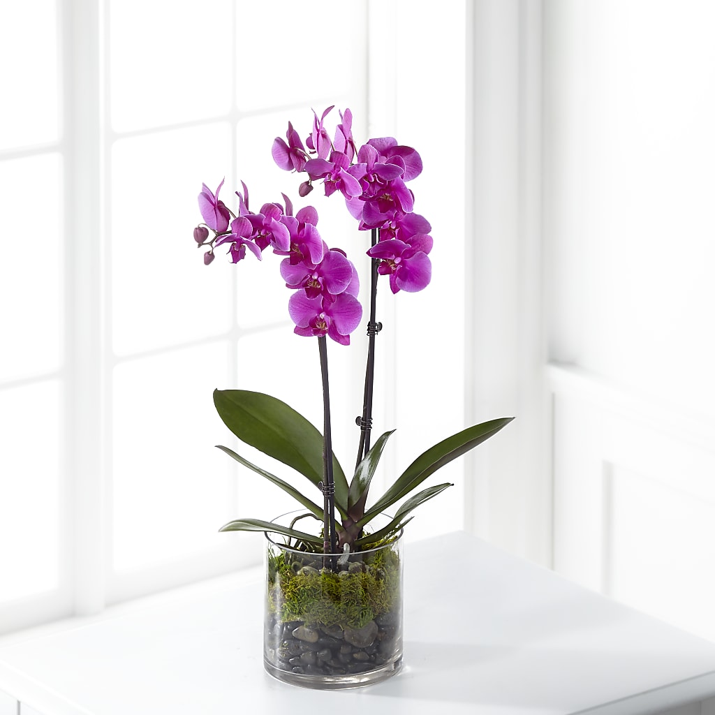 Pink Orchid Plant – Super Savers, Lincoln NE