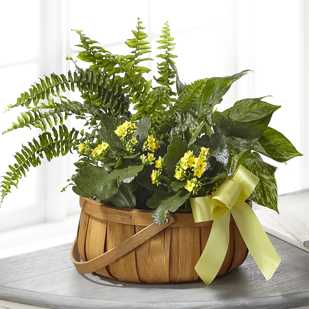 Always Dear Dishgarden – Super Savers, Lincoln NE
