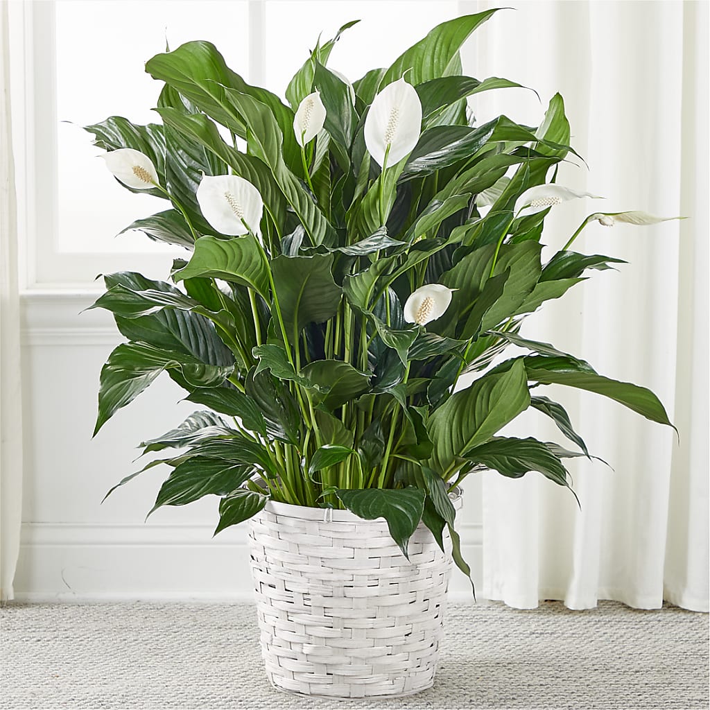 A New Leaf Peace Lily – Super Savers, Lincoln NE