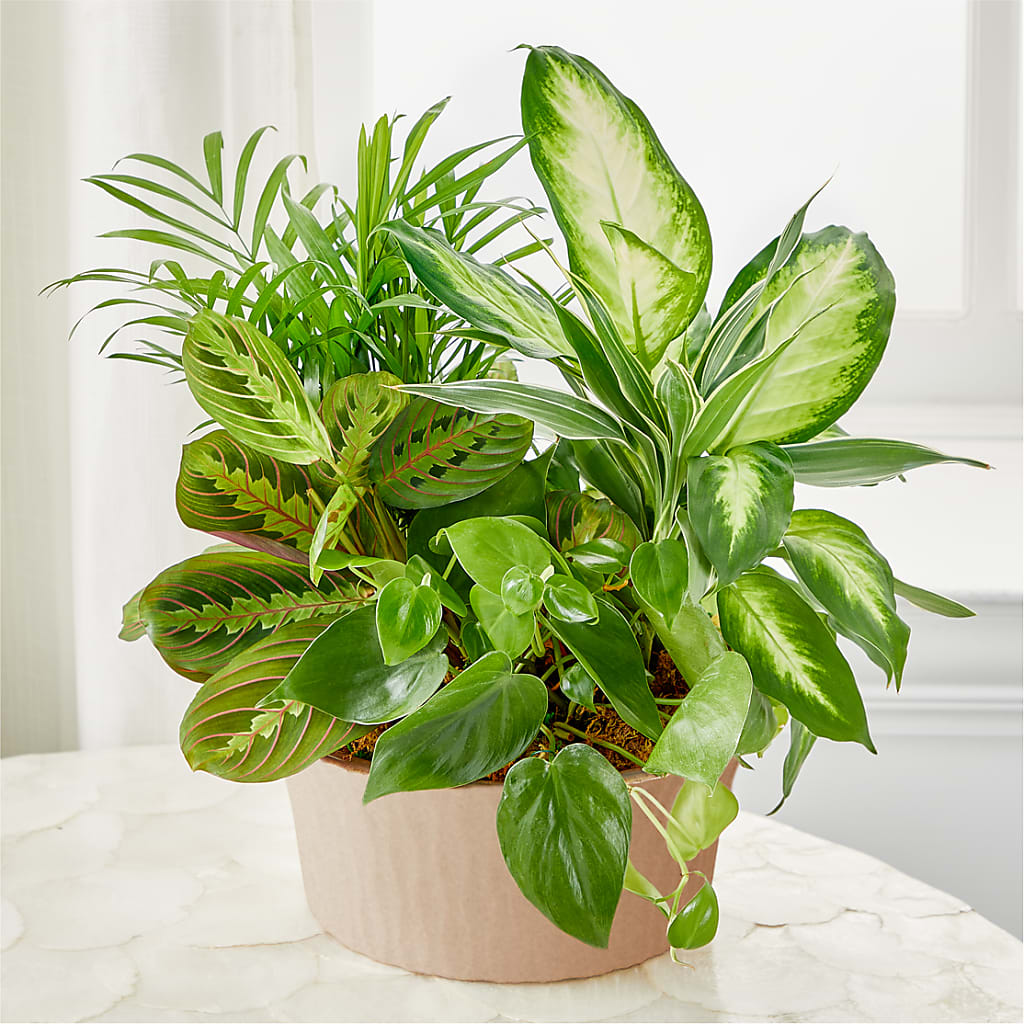 Balance & Harmony Dishgarden – Super Savers, Lincoln NE