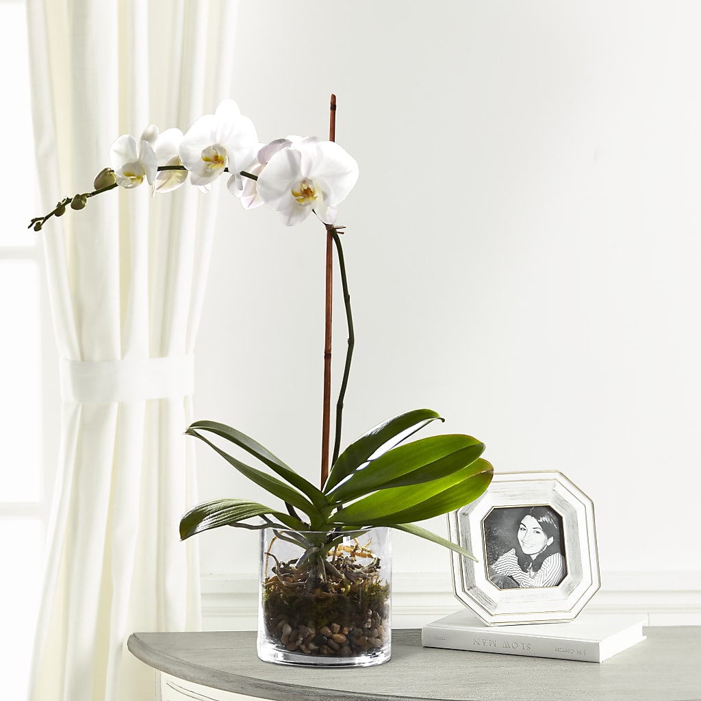 White Orchid Planter – Super Savers, Lincoln NE