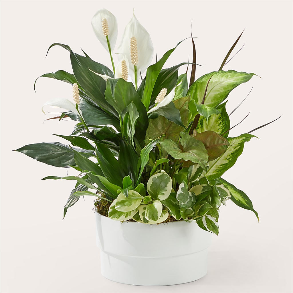 Radiating Positivity Dishgarden – Super Savers, Lincoln NE