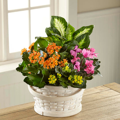 Color Crush Dishgarden –  Super Savers, Lincoln NE
