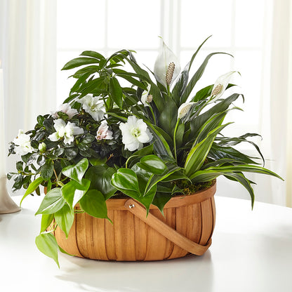 Serene Dishgarden –  Super Savers, Lincoln NE