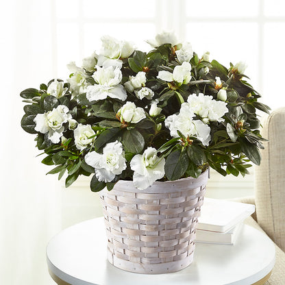 White Azalea Plant –  Super Savers, Lincoln NE
