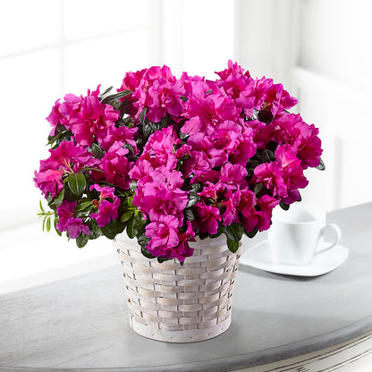 Hope & Serenity Azalea Plant –  Super Savers, Lincoln NE