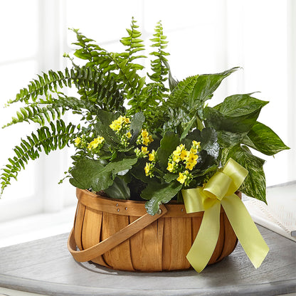Always Dear Dishgarden –  Super Savers, Lincoln NE