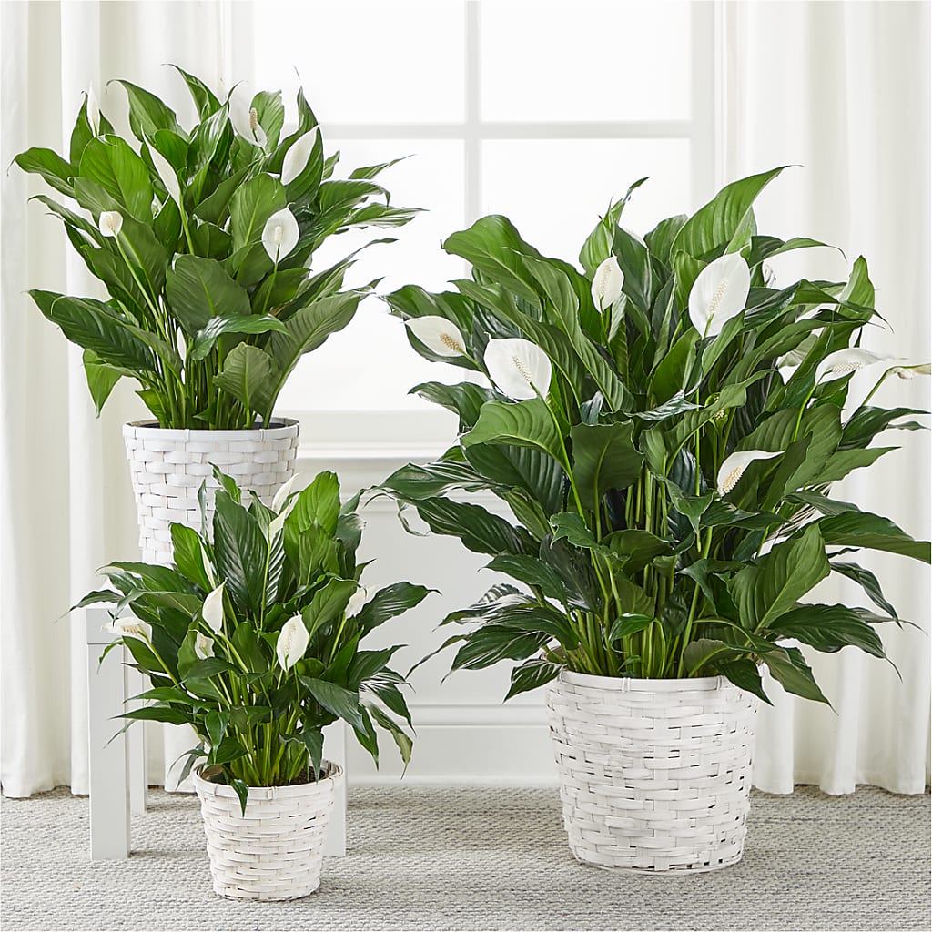 A New Leaf Peace Lily –  Super Savers, Lincoln NE