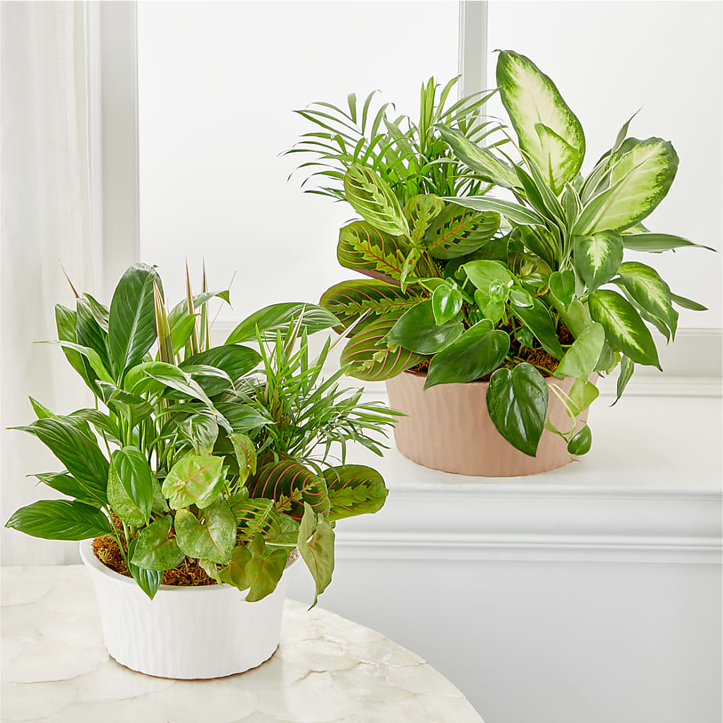 Balance & Harmony Dishgarden –  Super Savers, Lincoln NE