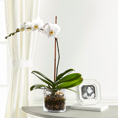 White Orchid Planter –  Super Savers, Lincoln NE